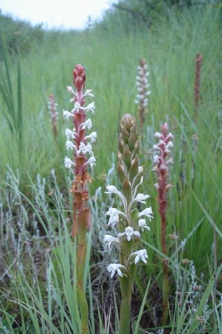 Satyrium longicauda var. longicauda